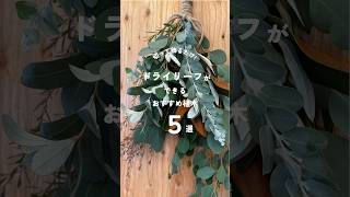 ドライリーフにおすすめの植木5選#kimidorifarm #ガーデニング #植物のある暮らし #ユーカリ##タイサンボクケイパレス#バンクシアコースト#パールアカシア#レプトスペルマムカッパーグロー
