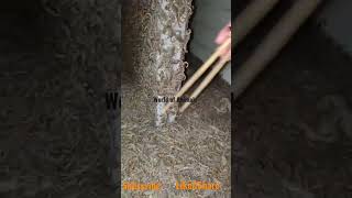#worldofanimals #subscribe #shorts #viral #trending #viralshorts