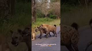 #LionVsHyena#WildlifeBattle#AnimalRescue#NatureDrama#SurvivalInTheWild#foryou#foryoupage#fyp
