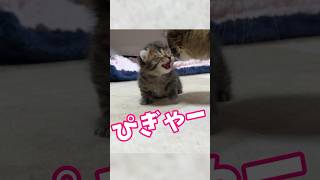 マザコン過ぎる子猫のテンションが爆上がる瞬間⤴️