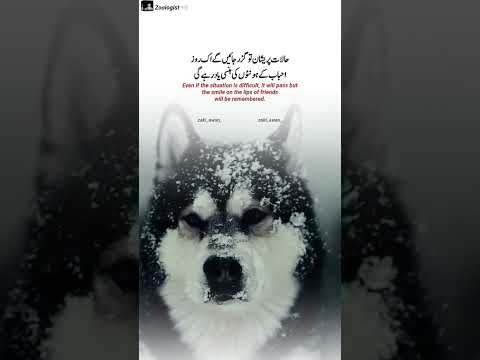 Find Poetry on youtube #youtubeshorts#urdupoetry #youtubeshorts