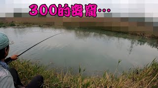 300秘密龜點，叫我拿餌去試試！（250詐欺餌常溫完熟型）