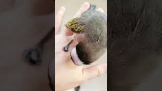 白頭翁 認真檢查翅膀的羽毛，表情好可愛 (野鳥救援 injured bird