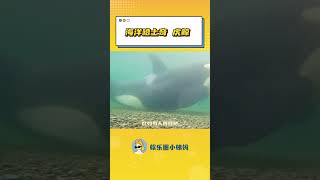#海洋哈士奇虎鯨   在虎鯨群里經常會莫名其妙開始流行一些事情，比如…… #虎鯨  #抽象