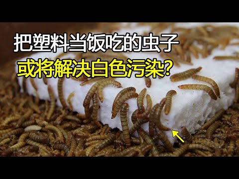 科学家发现能吃掉微塑料的虫子，将它做成塑料用品后，你敢使用吗？