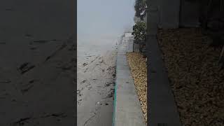 Foggy IRB florida #arboristing #treearborist #florida #funny #treeservice #americanbully #treecare