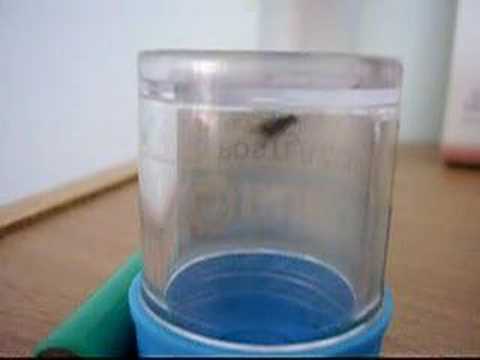 Help me (1) !!! House-fly ~ !!!