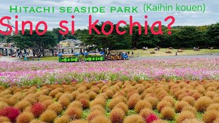 Sino si Kochia @ Hitachi seaside park (Kaihin kouen) Family gala😁