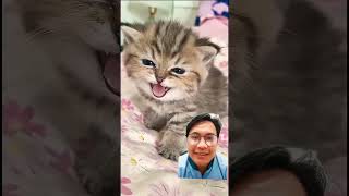 #cat #kitten #cute #pets #catsofyoutube #catpeople #viralcats #catfails #funnycats