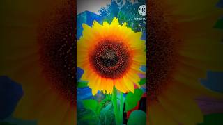 #sunflower #shorts #flowers #sunfarming