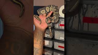 Blackhead Hypo Fresh Shed #foryou #ballpython #snakelove #reptilelovers #subscribe