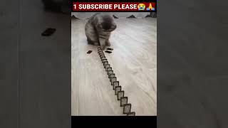 Baby Cats   Cute AndFunny Cat Videos   Cute Cats Videos   Animals Videos #Short5