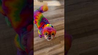 Too glam to be beige 🦄✨#cutedog #pekingese