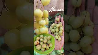 gooseberry #gooseberrypickle #gooseberry #spicy #food #trending #nellikai #chats #shorts #summer
