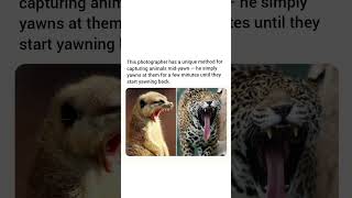 Photographers has a unique method for capturing animals mid-yawn.