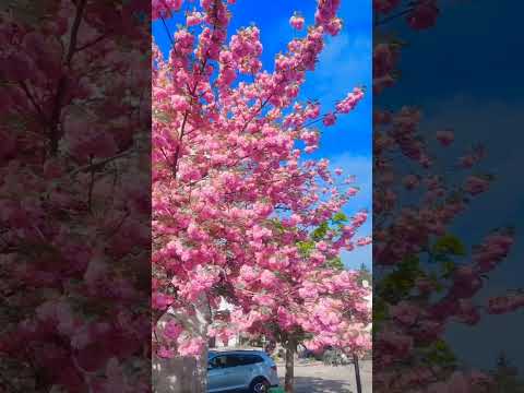 Blush of Nature | Pink Flowers Blooming#PinkFlowersCanada #NatureWalk #SpringBlossoms #naturelover
