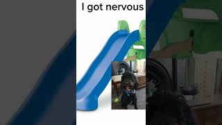 Wilson wants to go down the slide🎚️#dog#codemy#funny#cute