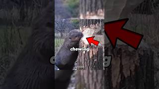 How Beavers Stay Safe From Falling Trees #shorts #facts #beavers #animals #xzybca