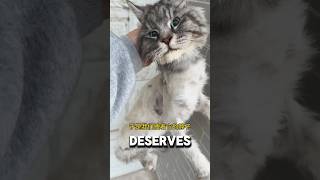 Shaved By Humans, Bullied By Dogs, He Lost All Hope❤️#catshorts #catrescue #catvideos