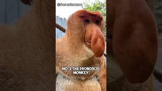Top 3 animals with the biggest noses in the world!