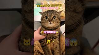 貓🐱：媽媽 我今天必須死嗎？不就坐壞了幾個餃子嘛~😂 #cat #cute #funny #shorts #funnyshorts