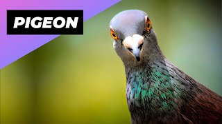 Pigeon 🕊 The Smartest Bird On The Planet?