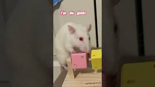🐀🐁 Rats, We’re Rats, We’re The Rats 🐁🐀