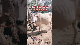 Cow for sale #shorts/Desi gaay/#trendingshorts#dairyfarming #cowbuffalo #viralshorts(Desi boy farm