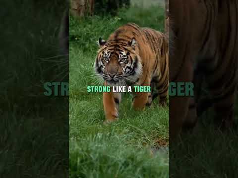 EAGLE Attitude or Lion Mentality What's the Best Choice for You