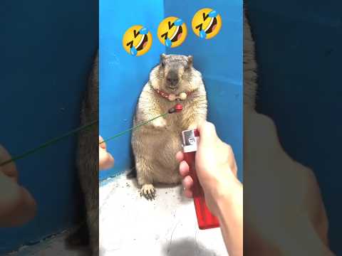 Funny Pet 🤣😂🤣 #shorts #ytshorts #funny #trending #viralvideo