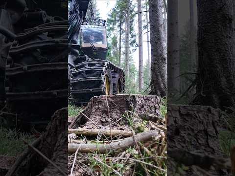 Slow Motion Chainsaw Power: Precision Tree Cutting in Action 🌲