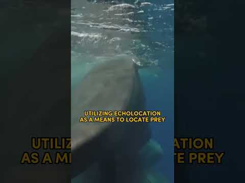 Echolocation of SPERM WHALES