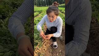 Beautiful Nature - Fresh Fruit Farm #shorts #farming #eps113