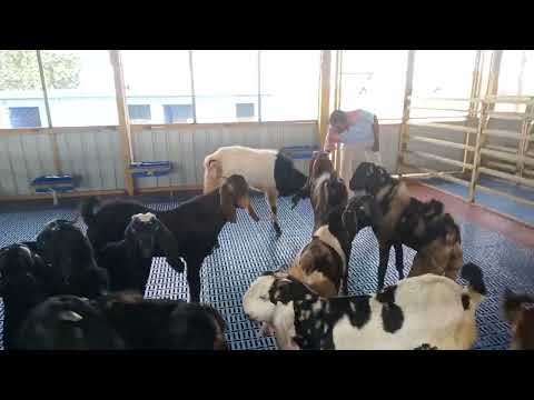 New Goats Entry in Tapashetti Goat and Sheep Hitech Goat Farm, Sikkeri, Bagalkot.