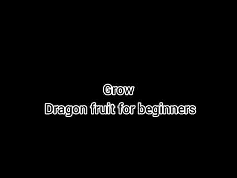 #dragonfruit #gardeningforbeginers  Grow dragon fruit: grow dragon fruit pt1