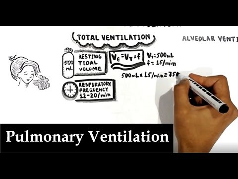 Pulmonary Ventilation/Total vs. Alveolar Ventilation