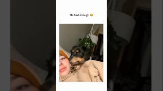 dogs being idiots part 69 #cutegolden #funny #funnypets #pets #funnydogs #lovegoldens #cutegolden