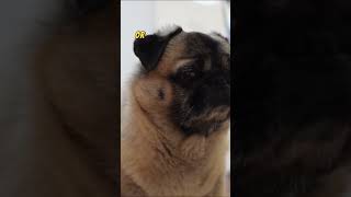 Top Tips for Your Dog's Safety and Supervision!