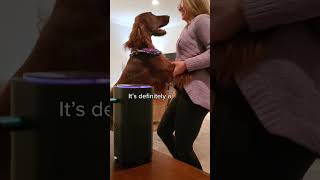 Pet Air Purifier for an Odor-Free Home!