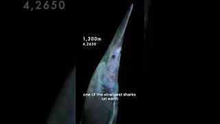 Guess the Creature – Goblin Shark #marinemystery #guesswhat #deepseaanimal #oceancreatures #fish