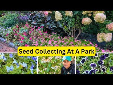 Collecting Petunia Begonia Browallia Seeds