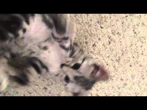 Dylan's kitten(s) playing