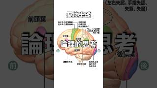 脳神経看護師のお勉強#5 大脳半球の優位差 #shorts #看護師 #新人看護師 #脳神経 #大脳半球 #優位差