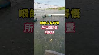 养草鱼必须要知道的投饵率 #鱼虾蟹养殖  #水产养殖技术  #四大家鱼养殖 #2024新农人计划 抖音热点宝 DOU@d47345
