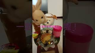 居家隔離，防疫早餐，非常重要的配方。（請開聲音喔！）