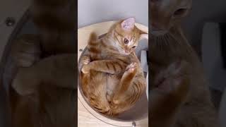自分のしっぽを愛でる猫🥺🫶🏻