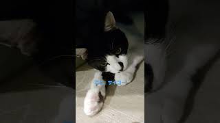 姉ちゃんの足の下でくつろぐねこ🐈️