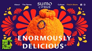 What are Sumo Citrus? / TASTE and REVIEW / Satsuma, Orange, and Mandarin