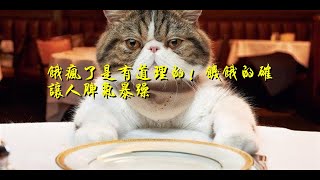 饿疯了是有道理的! 饥饿的确让人脾气暴躁
