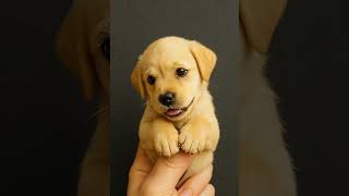 Pocket-Sized Yellow Lab Puppy Will Melt Your Heart 💛